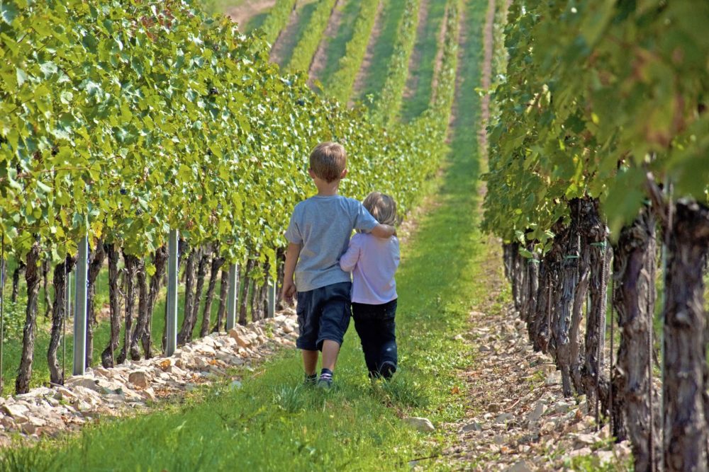 Karlbacher Domizil Großkarlbach Umgebung Weinwanderwege